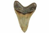 Fossil Megalodon Tooth - North Carolina #328894-1